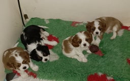 Cavalier King Charles Spaniel dogs for sale: Gorgeous KC Reg Cavalier king Charles puppies - Image 8