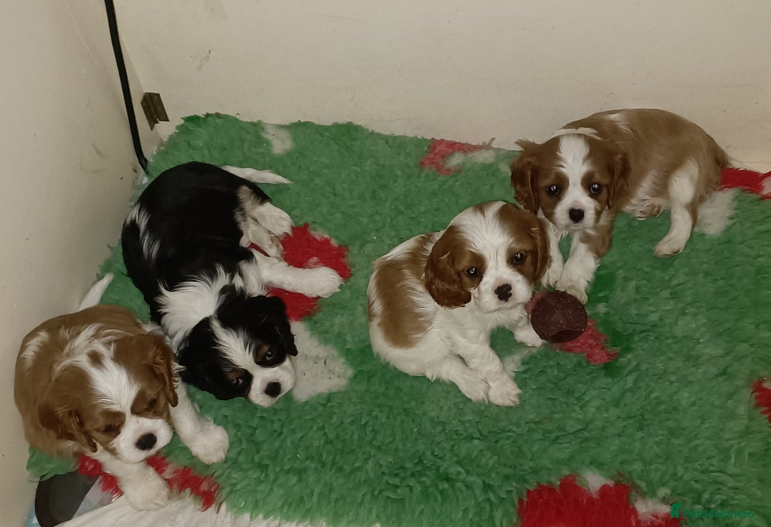 Cavalier King Charles Spaniel dogs for sale: Gorgeous KC Reg Cavalier king Charles puppies - Image 8