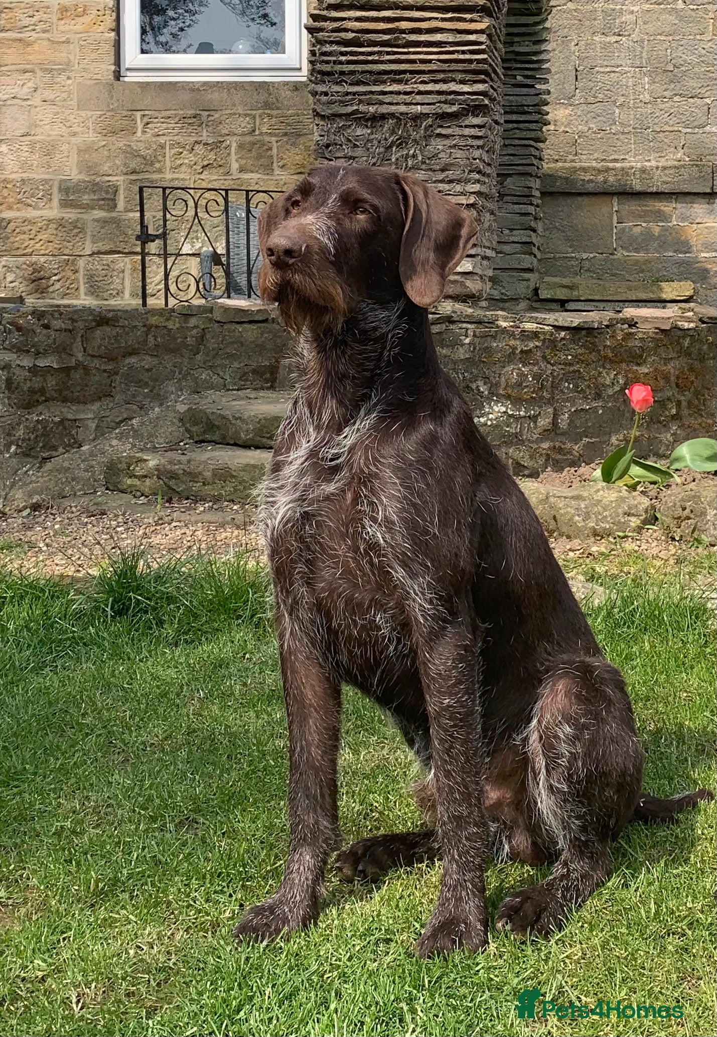 German Wirehaired Pointer dogs Liver German Wirehaired Pointer for stud (KC Reg) in Ripon - Advert 4