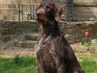 German Wirehaired Pointer dogs Liver German Wirehaired Pointer for stud (KC Reg) in Ripon - Advert 3