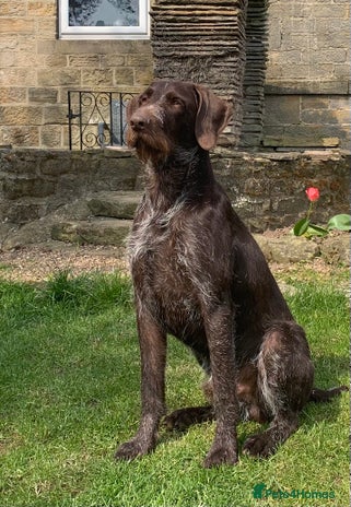 German Wirehaired Pointer dogs Liver German Wirehaired Pointer for stud (KC Reg) in Ripon - Advert 4