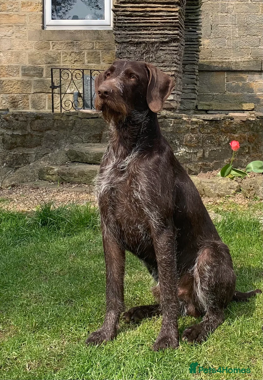 German Wirehaired Pointer dogs for stud: Liver German Wirehaired Pointer for stud (KC Reg) in Ripon - Advert 1