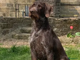 German Wirehaired Pointer dogs Liver German Wirehaired Pointer for stud (KC Reg) in Ripon - Advert 6