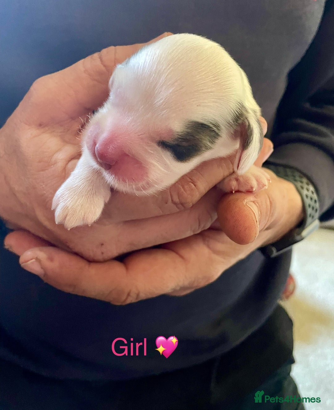 Cocker Spaniel dogs for sale: Your “furever” friend is here - Advert 27