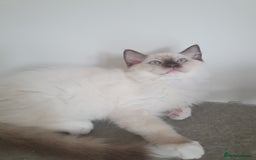 Ragdoll cats for sale: Four adorable ragdolls available  in Chatham - Image 1