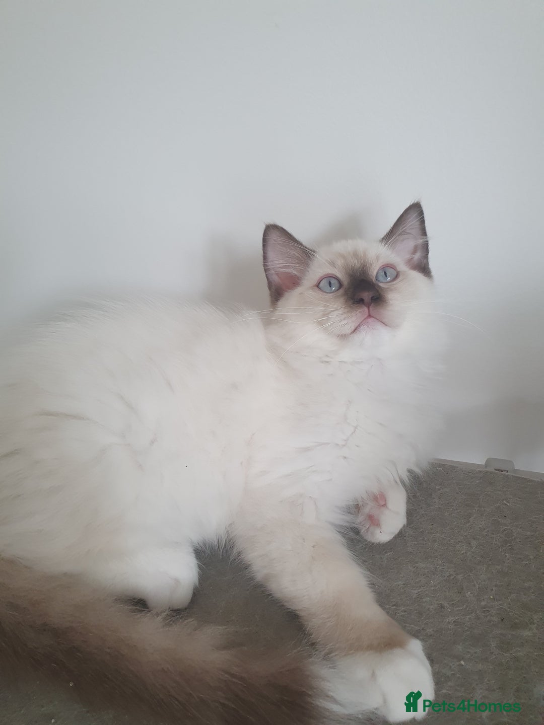 Ragdoll cats for sale: Four adorable ragdolls available  in Chatham - Image 1