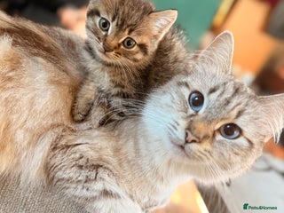 Mixed Breed cats - Advert 10