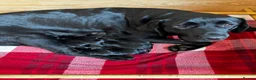 Labrador Retriever dogs for sale: Stunning KC Labradors. Crufts winner Stud dog - Advert 1