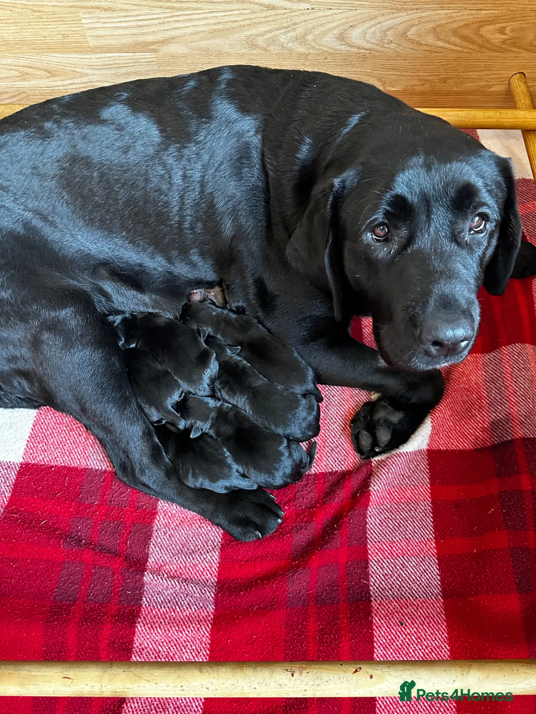 Labrador Retriever dogs for sale: Stunning KC Labradors. Crufts winner Stud dog - Advert 1