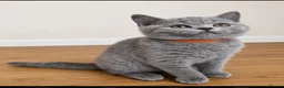 British Shorthair cats for sale: Our Little British Treasures  - Advert 5