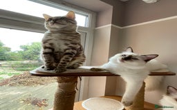 Ragdoll cats for sale: Ragdoll kittens from Moonliteyecats  - Image 35
