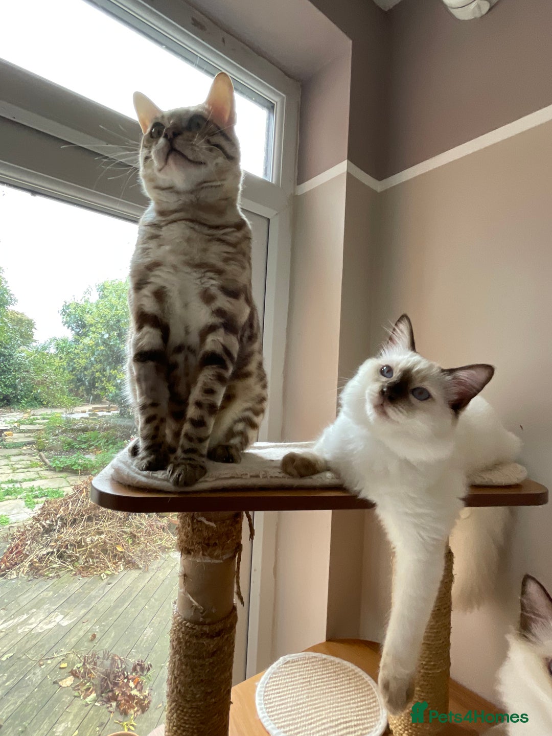 Ragdoll cats for sale: Ragdoll kittens from Moonliteyecats  - Image 35