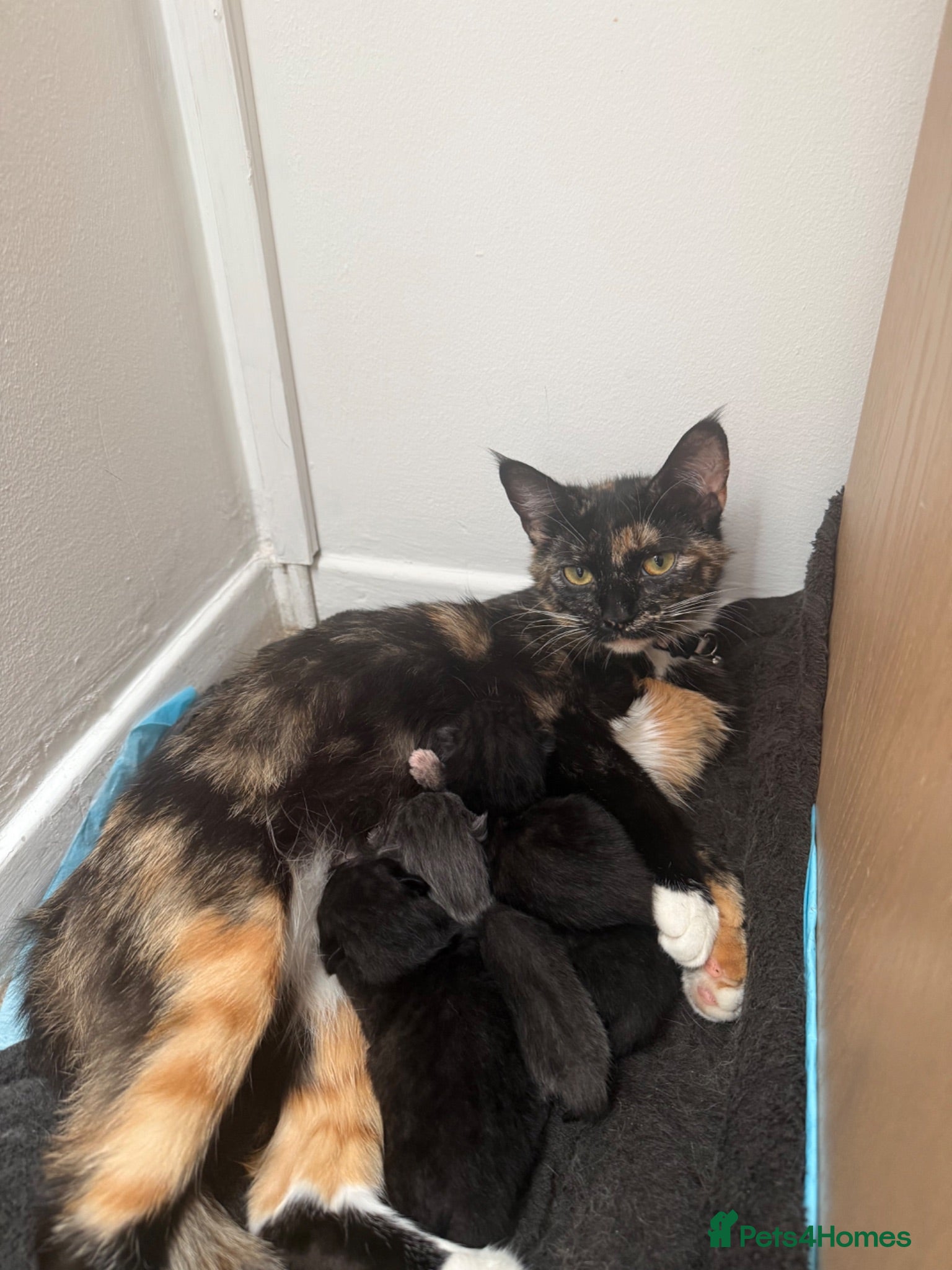 Mixed Breed cats jonipeterson@gmail.com - Advert 2