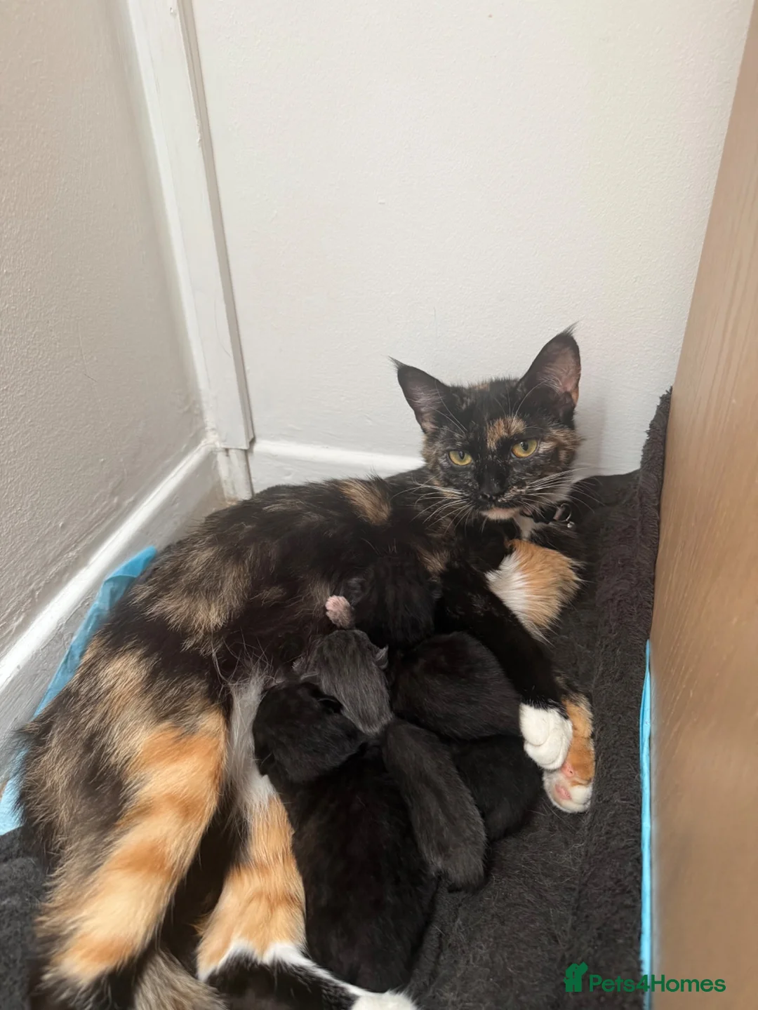 Mixed Breed cats for sale: jonipeterson@gmail.com - Advert 1