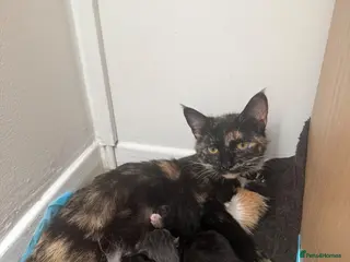 Mixed Breed cats Boy and a girl kitten - Advert 1