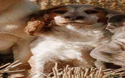 Cocker Spaniel dogs for sale: Cocker spaniel - Advert 1