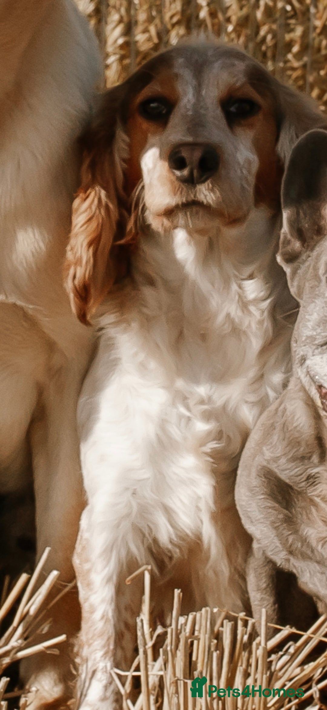 Cocker Spaniel dogs for sale: Cocker spaniel - Advert 1