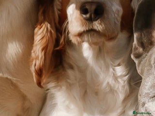 Cocker Spaniel dogs for sale: Cocker spaniel - Advert 1