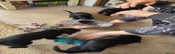 Cocker Spaniel dogs for sale: Beautiful cocker spaniel puppies - Advert 3