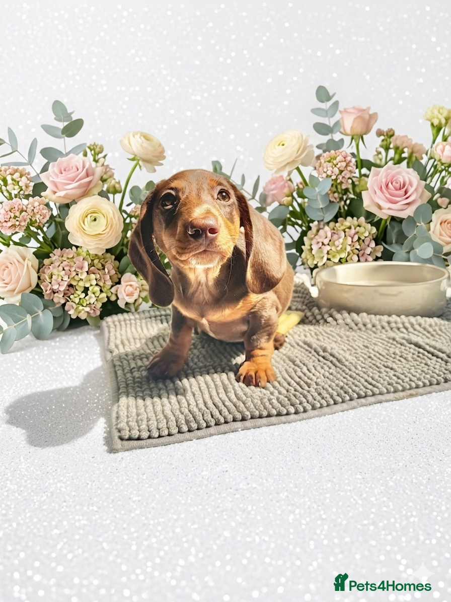 Miniature Dachshund dogs REDUCED READY NOW LAST BOY 💙 - Advert 3