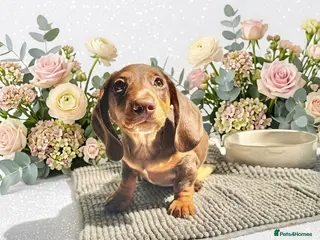 Miniature Dachshund dogs REDUCED READY NOW LAST BOY 💙 - Advert 5
