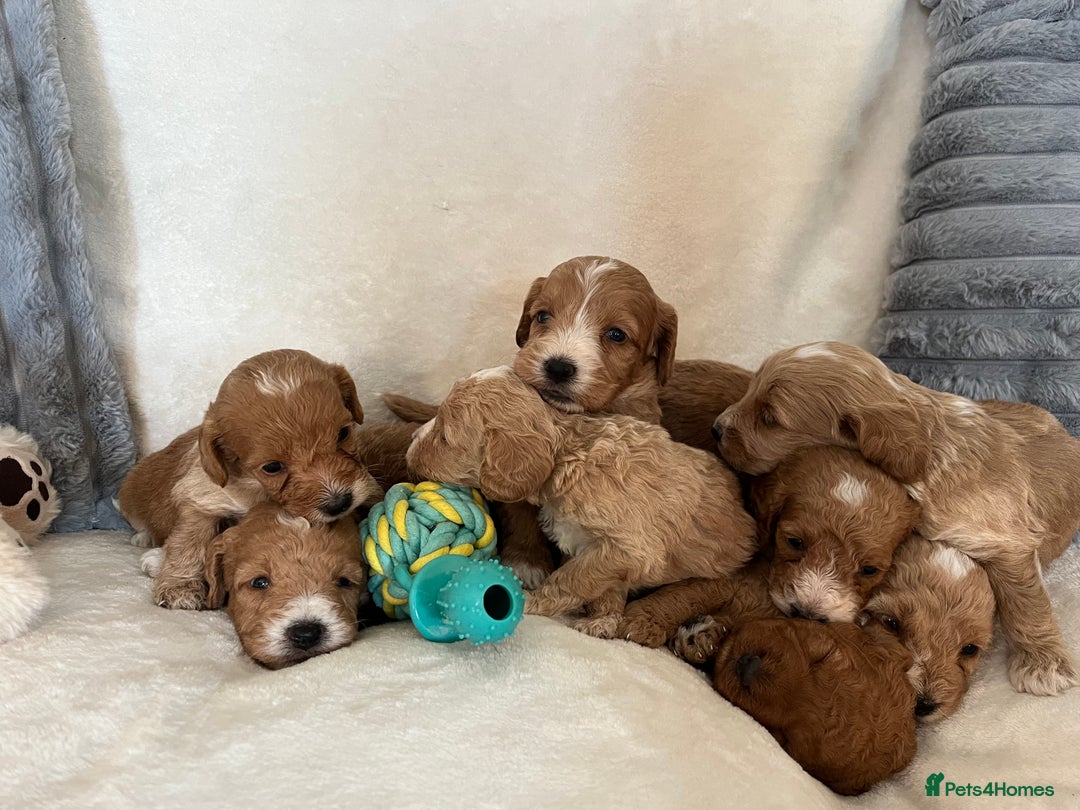Cockapoo dogs for sale: Cockapoo puppies - DNA Health test clear  - Image 13