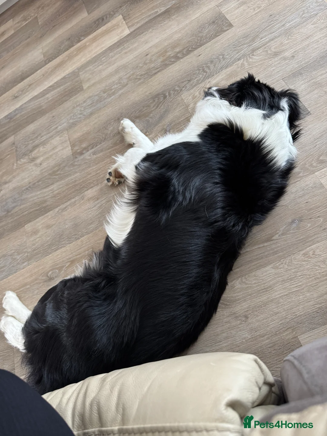 Border Collie dogs for sale: Border collie - Advert 4