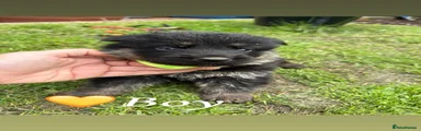 German Shepherd 4