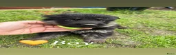 German Shepherd dogs for sale: 10 beautiful German shepherd pups. - Advert 18