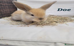 Mini Lop rabbits for sale: --Beautiful Baby Rabbits – Raised with Love & Care - Image 2