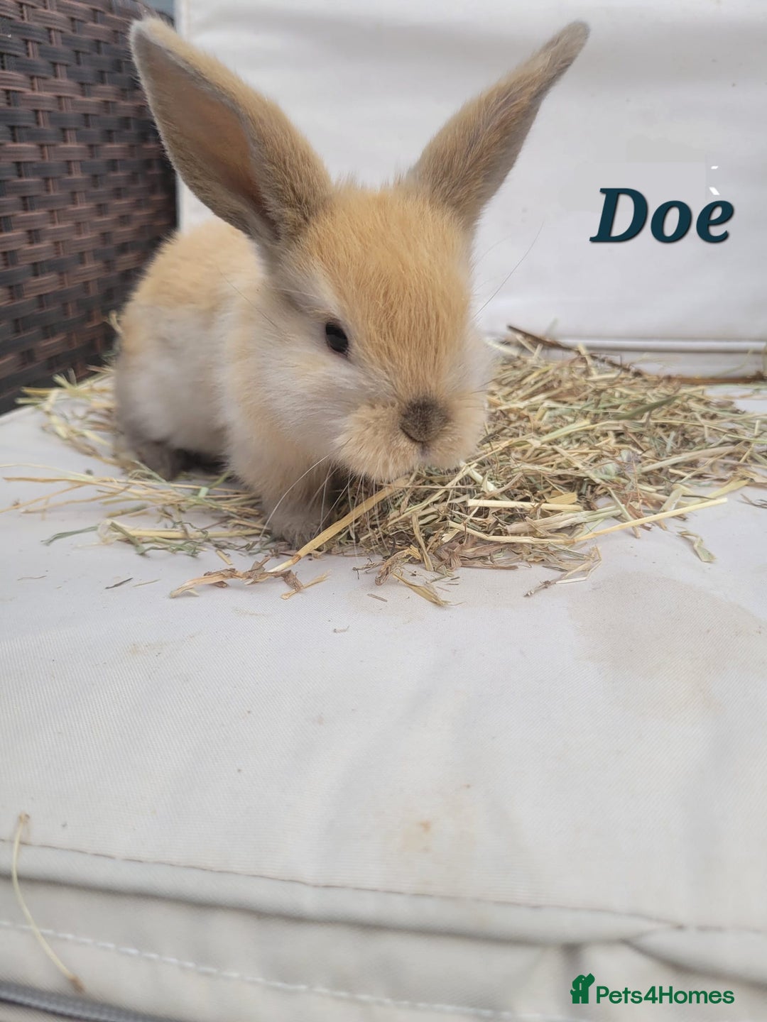 Mini Lop rabbits for sale: --Beautiful Baby Rabbits – Raised with Love & Care - Image 2