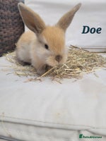Mini Lop rabbits - Advert 2