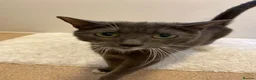 Mixed Breed cats for sale: Blue shorthair x Siamese  - Advert 8