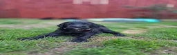 Cockapoo dogs for sale: Stunning F2 cockapoos ready soon 🐾 - Advert 11