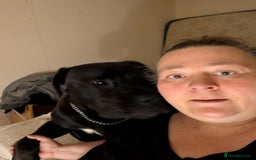 Cane Corso dogs for sale: Cane corso  - Image 2