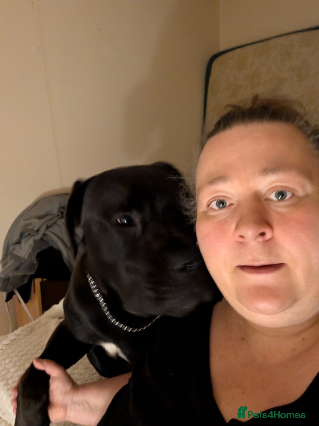 Cane Corso dogs for sale: Cane corso  - Image 2