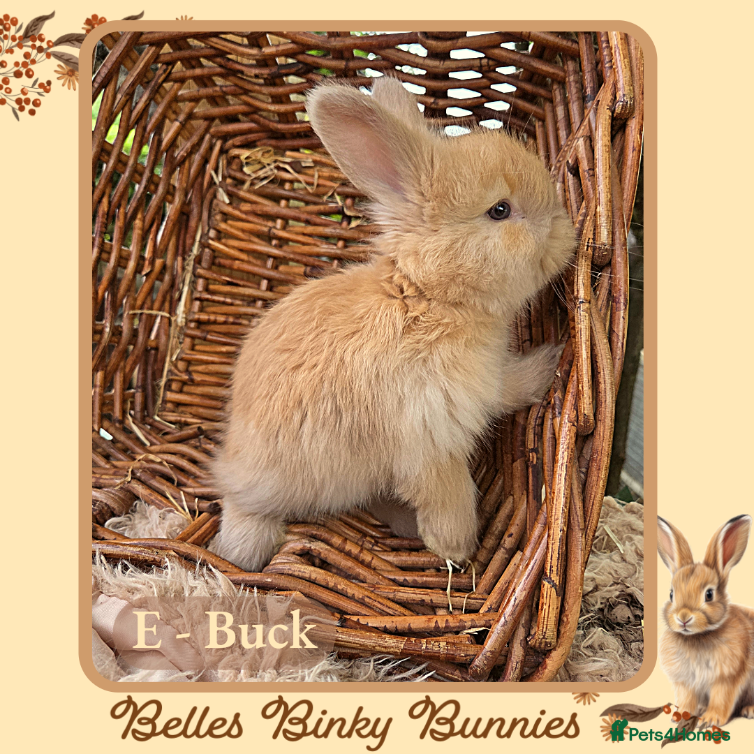 Angora rabbits for sale: 🧡 Pure Bred Angora Babies 🧡 For Reserve - Image 7