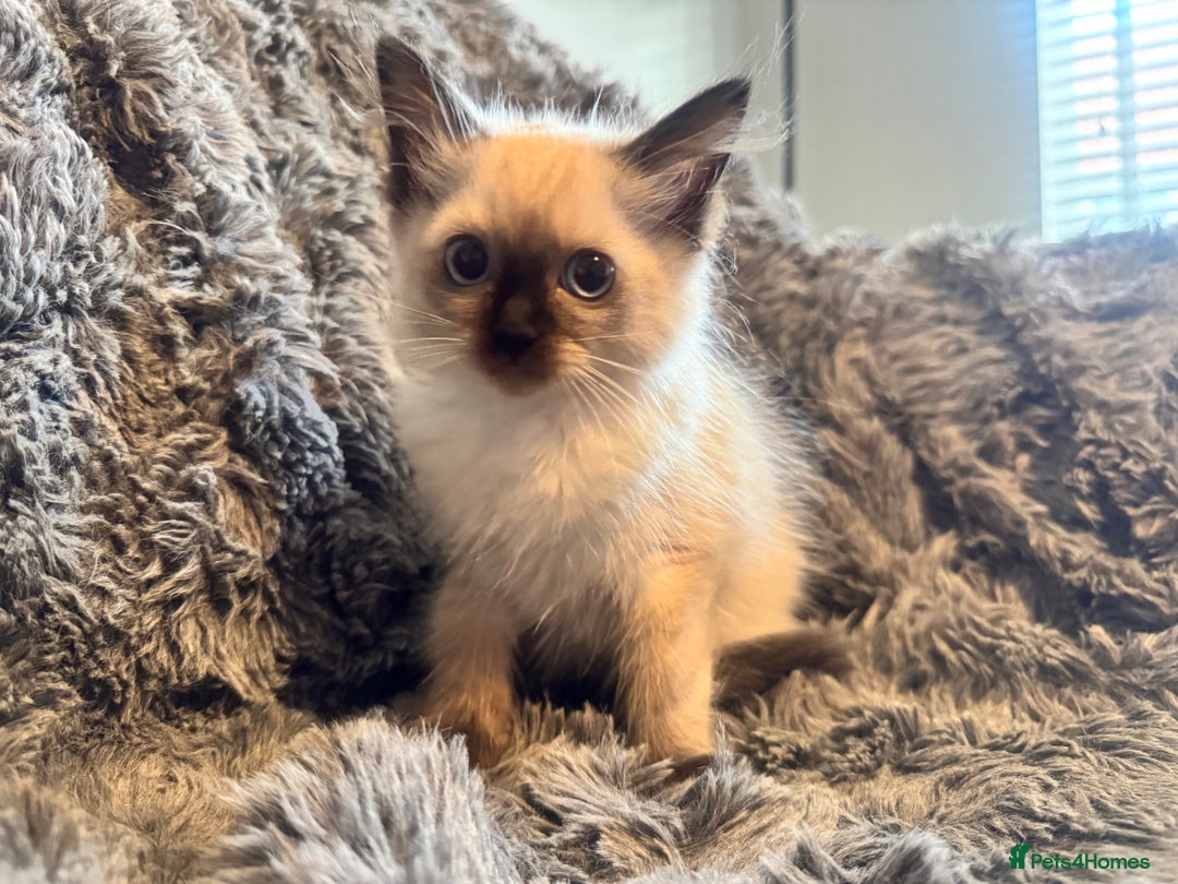 Ragdoll cats for sale: Gorgeous Pedigree Ragdolls  - Image 6