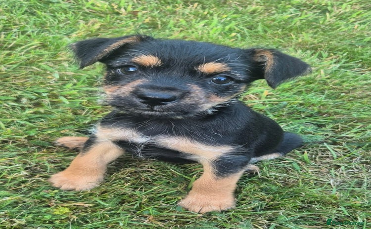 Mixed Breed dogs - Advert 1