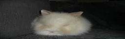 Lionhead rabbits for sale: BEAUTIFUL BABY DOUBLE MANE LIONHEAD RABBIT MALE in Southampton - Advert 3