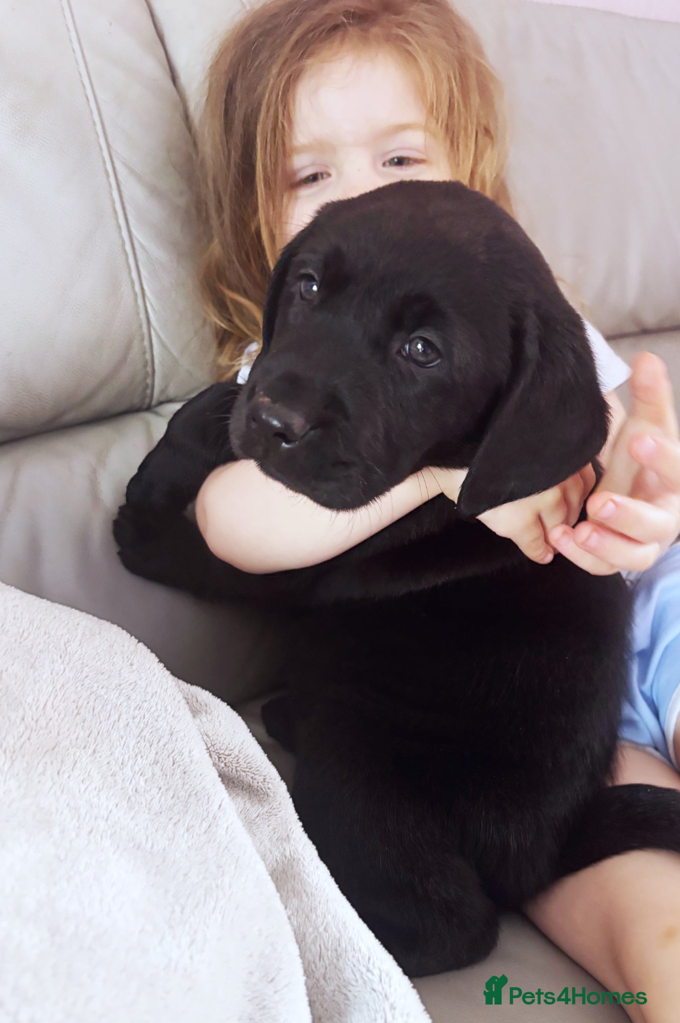 Labrador Retriever dogs EXTENSIVELY HEALTH TESTED KC CHUNKY LABRADORS  - Advert 12