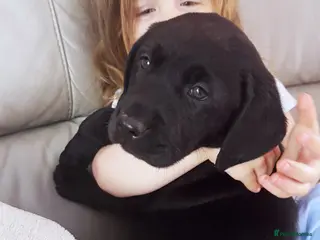 Labrador Retriever dogs EXTENSIVELY HEALTH TESTED KC CHUNKY LABRADORS - Advert 12