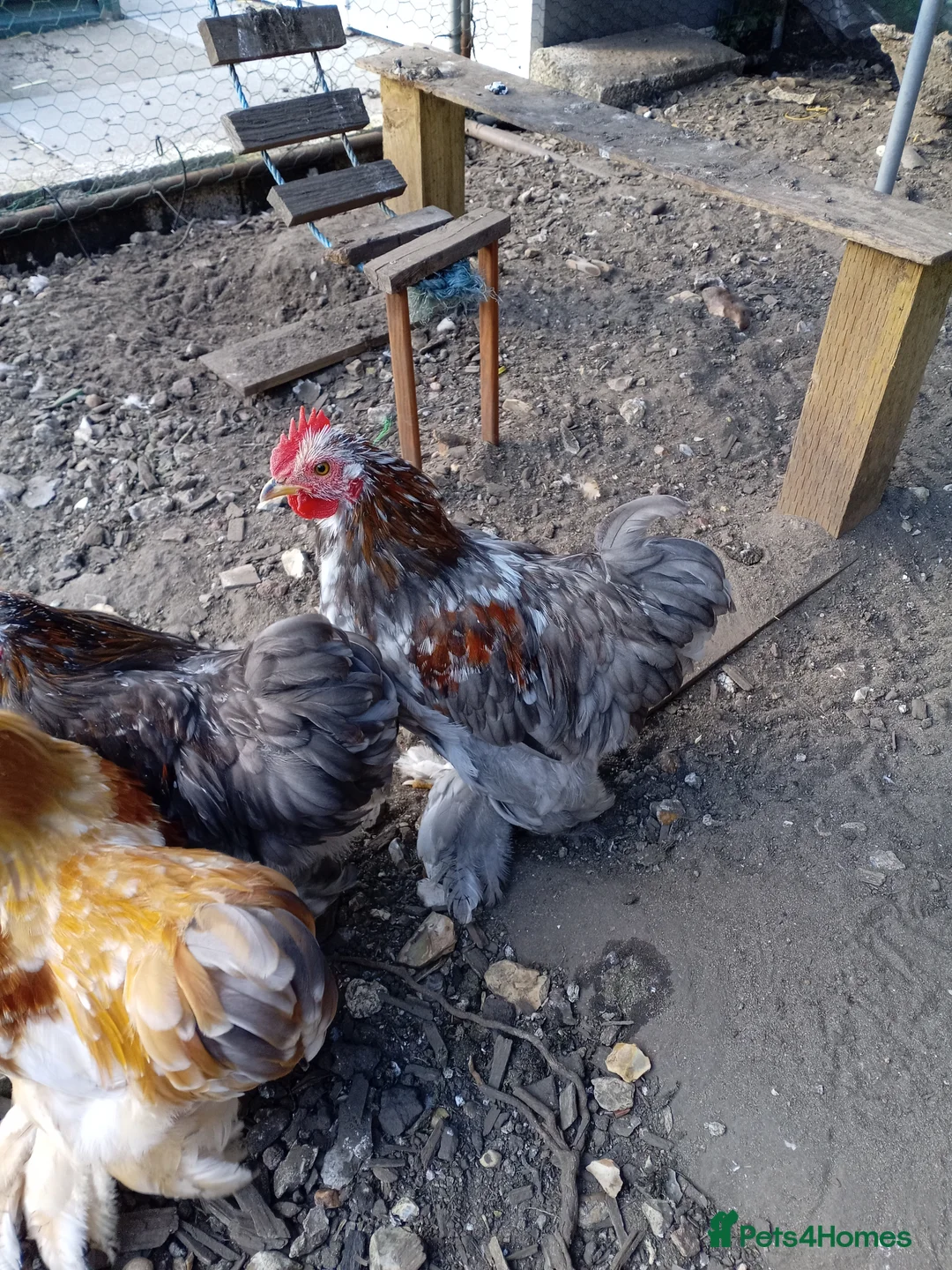 Chickens poultry for sale: Mixed Colour Pekin Cockerels - Advert 3