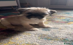 Mixed Breed dogs for sale: Puppys Reduced  in Jarrow - Image 14