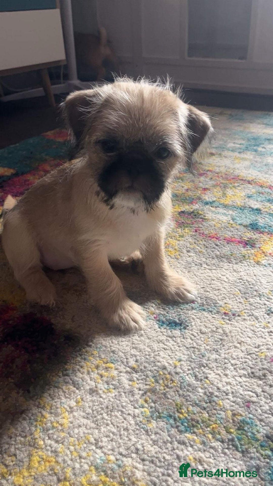 Mixed Breed dogs for sale: Puppys Reduced  in Jarrow - Image 14