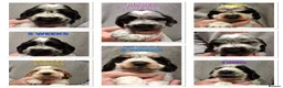 Cocker Spaniel dogs for stud: COCKER SPANIEL (Show) STUD - Advert 5