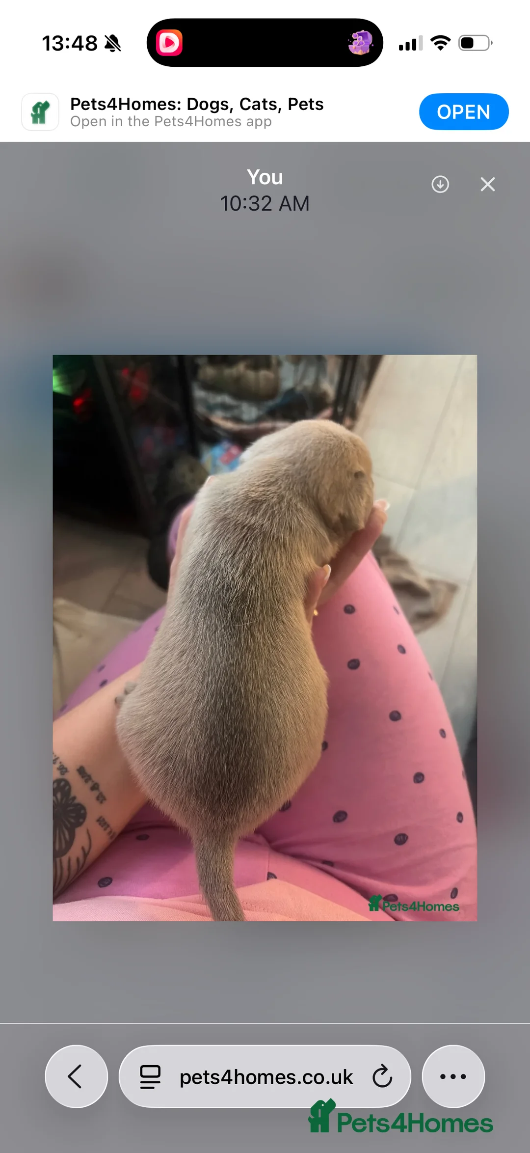 Frug dogs for sale: Stunning litter of 8 little FRUG boys  - Advert 2