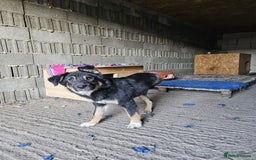 Mixed Breed dogs for adoption: A poor, gentle 3 legged boy needs a Loving Home - Image 10