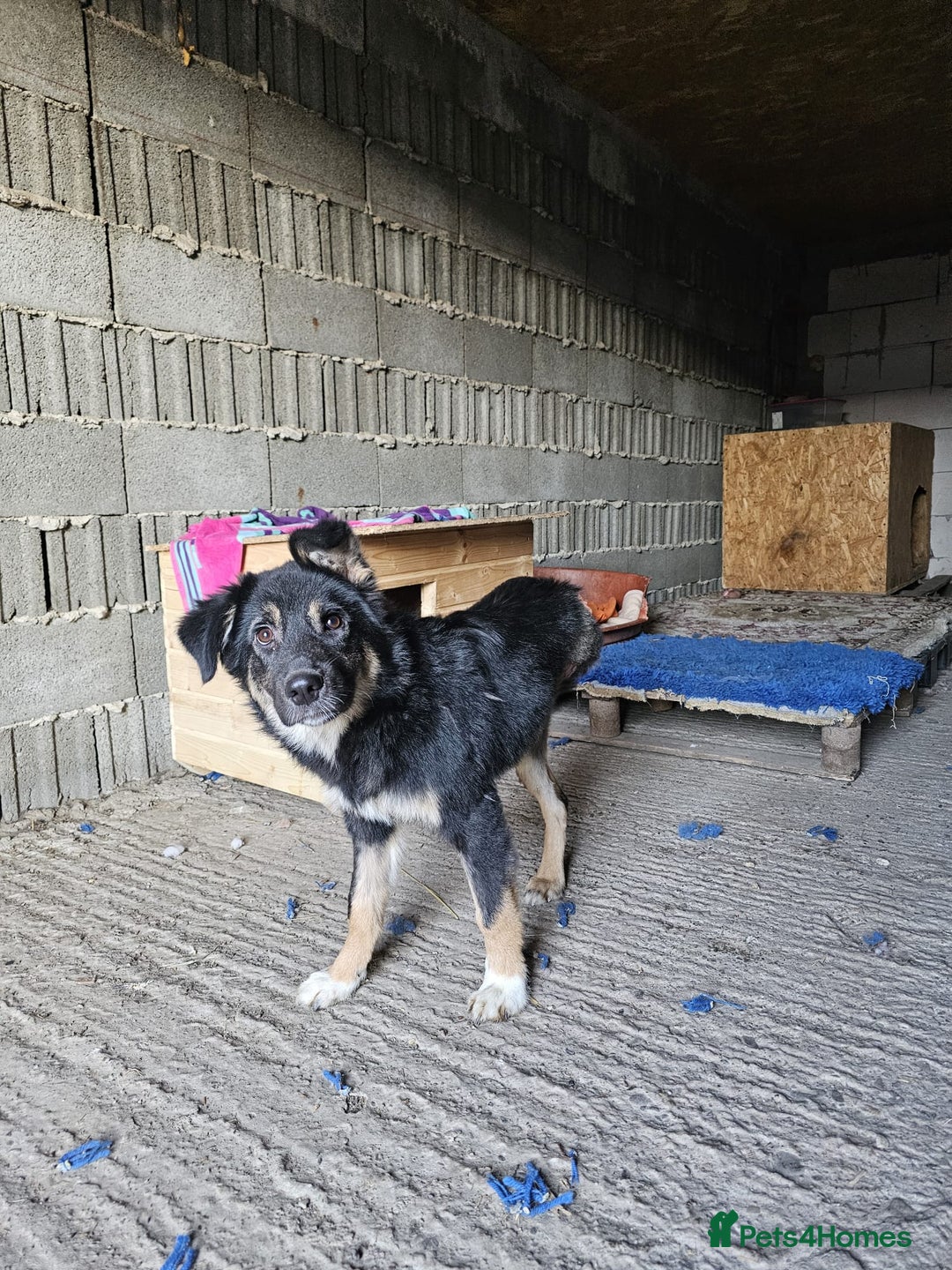 Mixed Breed dogs for adoption: A poor, gentle 3 legged boy needs a Loving Home - Image 10