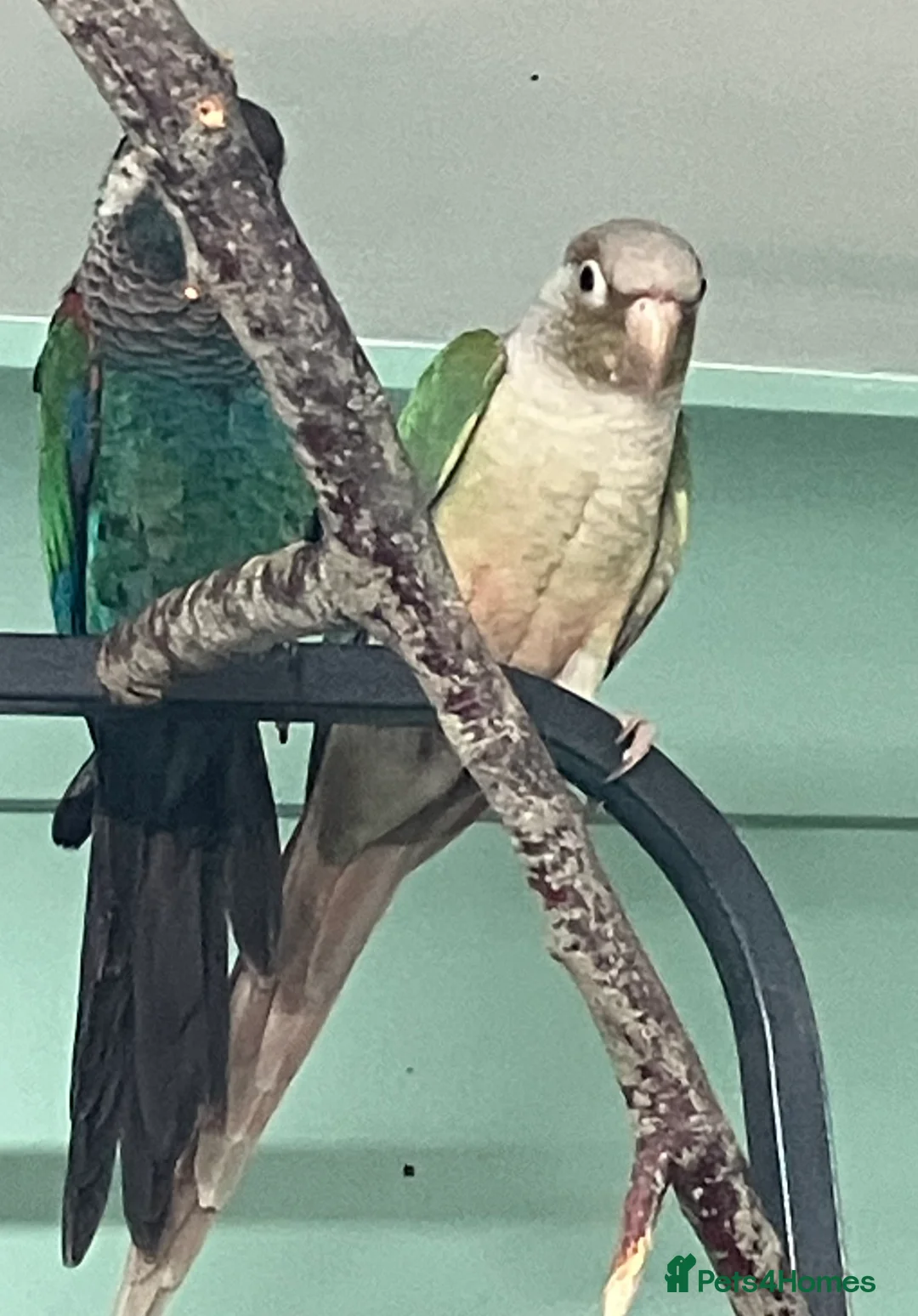 Conures birds for sale: conure for sale - Advert 2